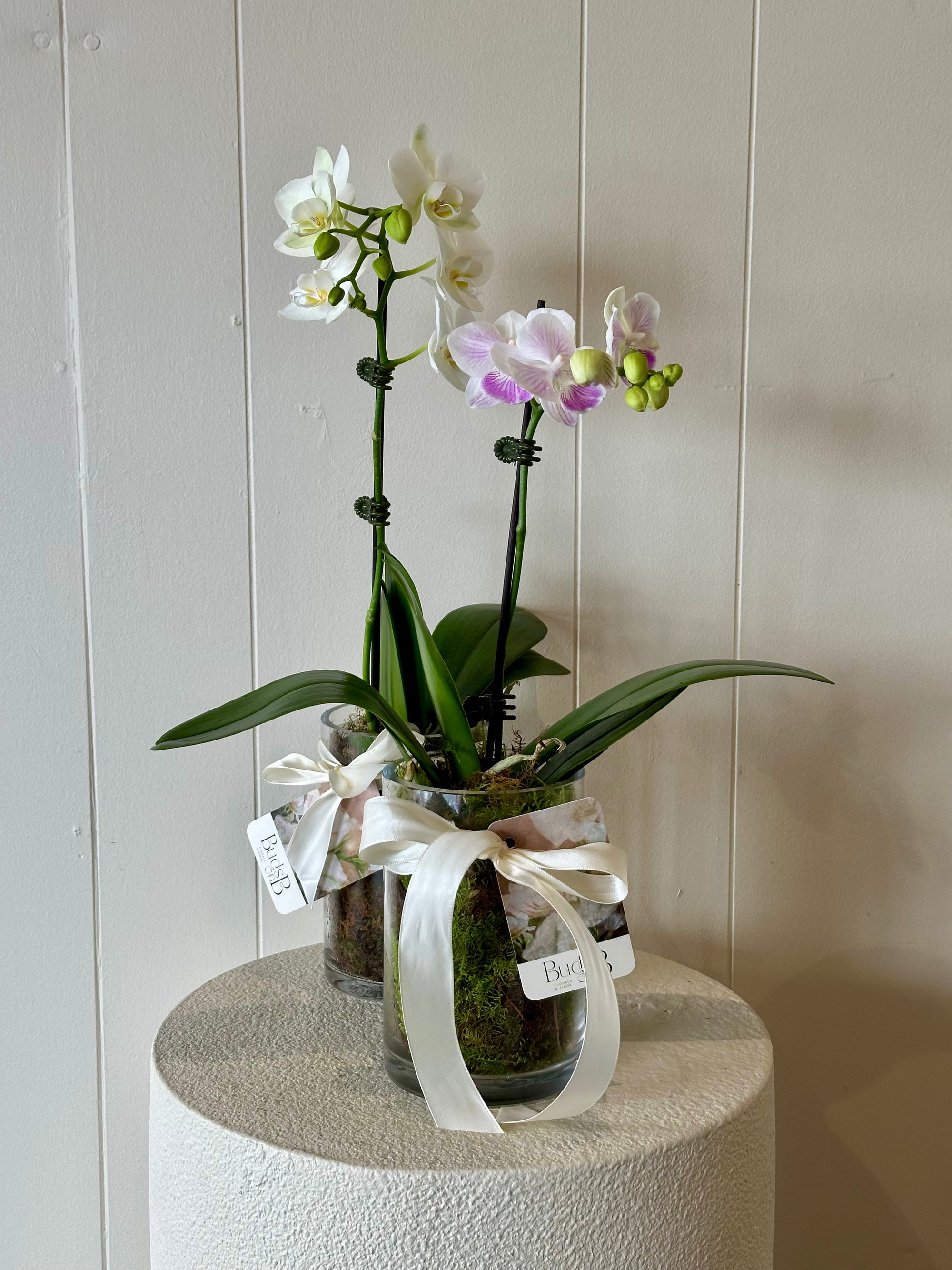 Mini Orchid Pot Plant