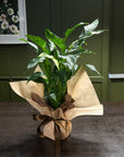 Peace Lily Plant