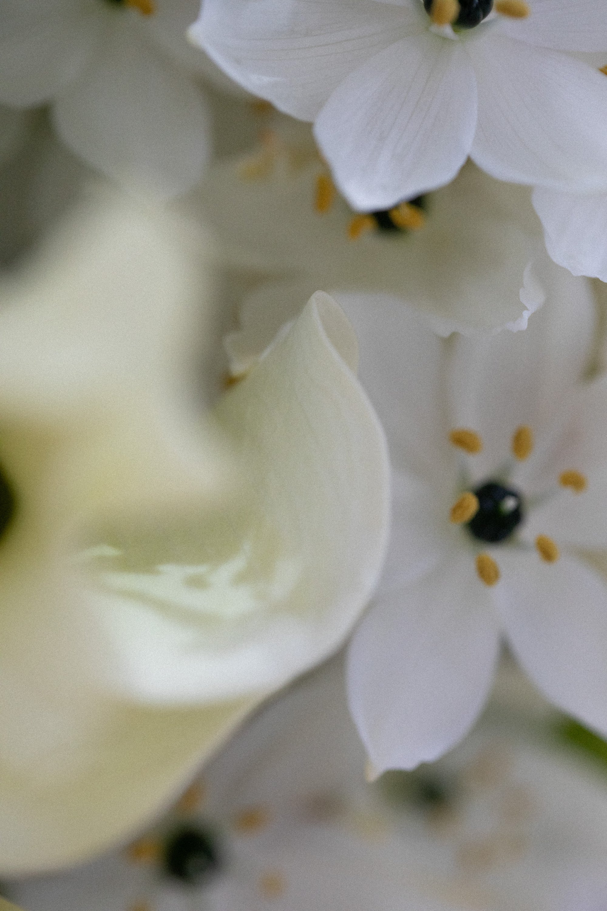 Sunshine coast flower shop, mother's day florist sunshine coast, mother's day flower  shop sunshine coast, mothers day flowers, flowers for mum, mothers day flower delivery, mother's day flowers