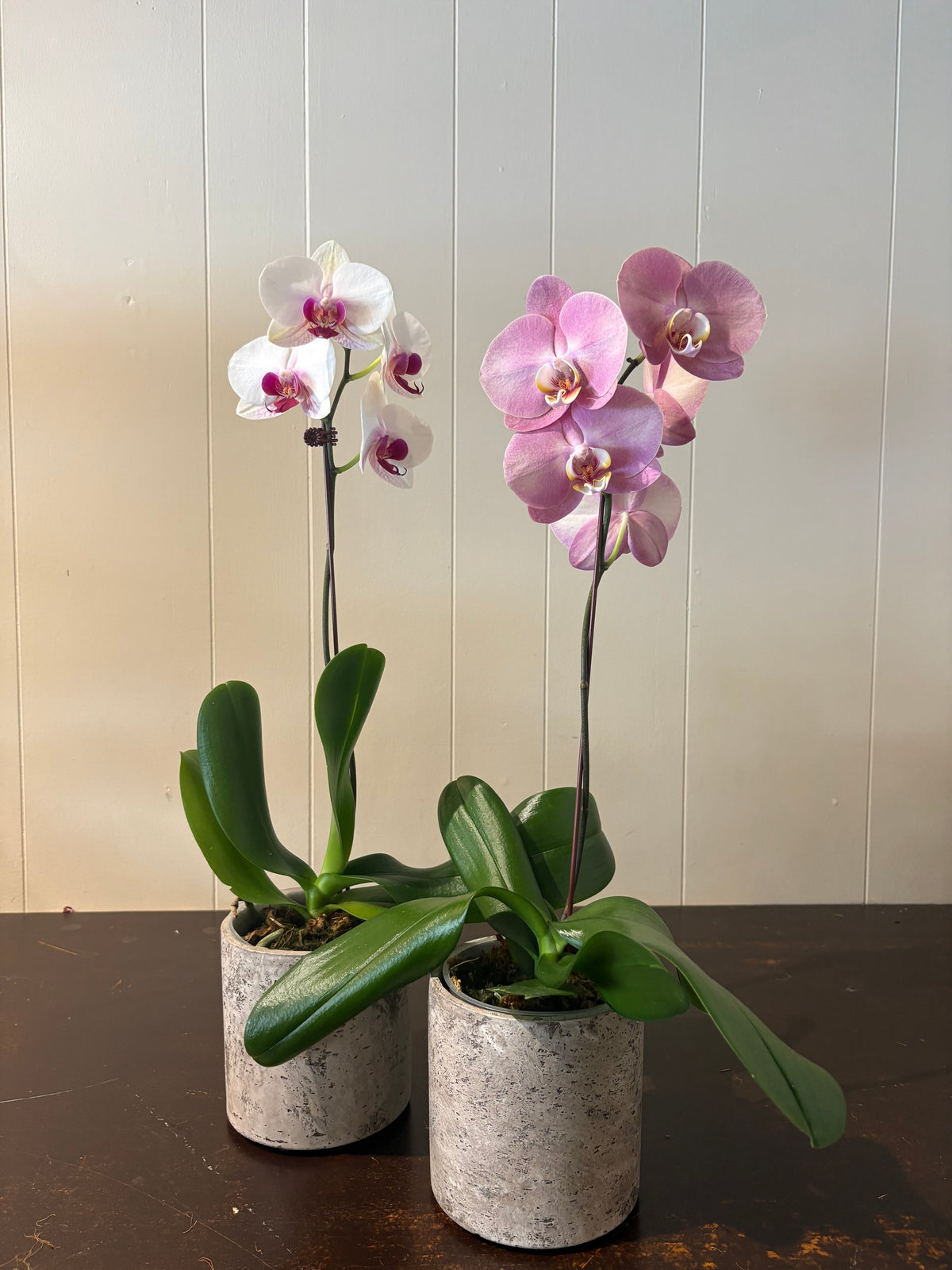 Phalaenopsis Orchid in Pot
