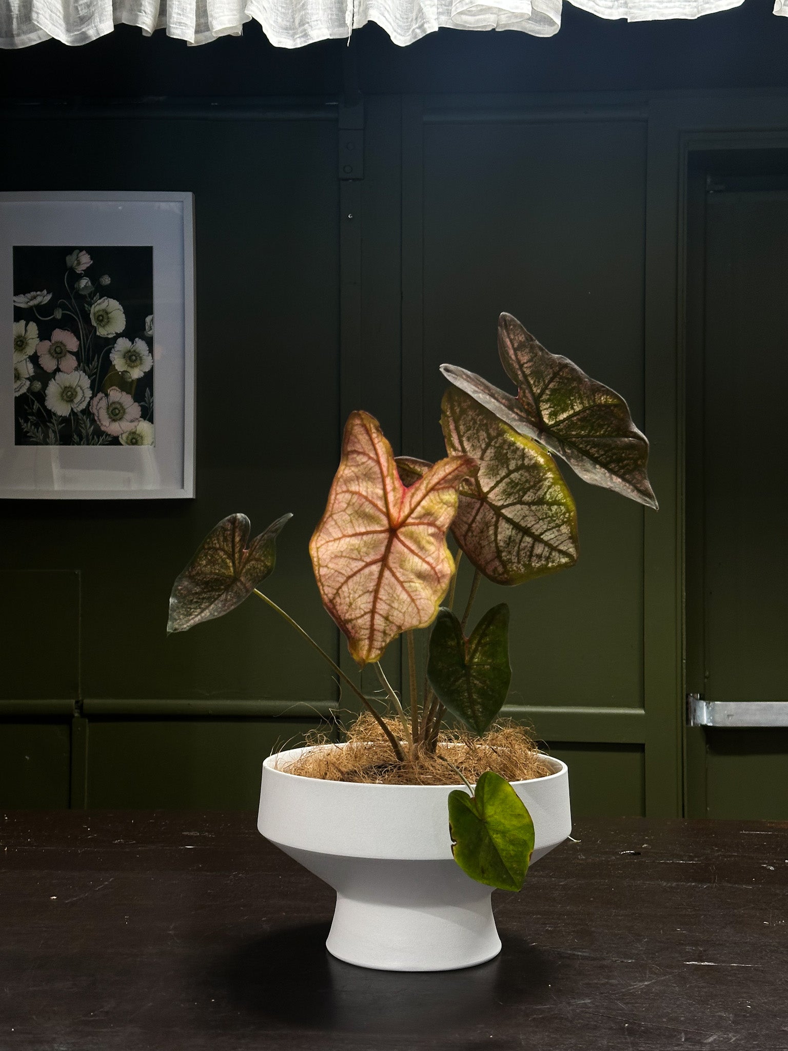 Buds on B, Buderim florist shop, Buderim gift shop, fresh flowers, flower vases, Sunshine Coast florist shop, Sunshine Coast local florist, florist near me, flower delivery, fresh flower delivery, flowers, vases for flowers, florist shop Sunshine Coast, vases, pots, chocolates, gifts, flower posy vase, Woombye florist shop, hinterland florist, Nambour florist, Palmwoods florist,Sunshine Coast flower shop, Sunshine Coast Florist, Sunshine Coast Flower delivery 