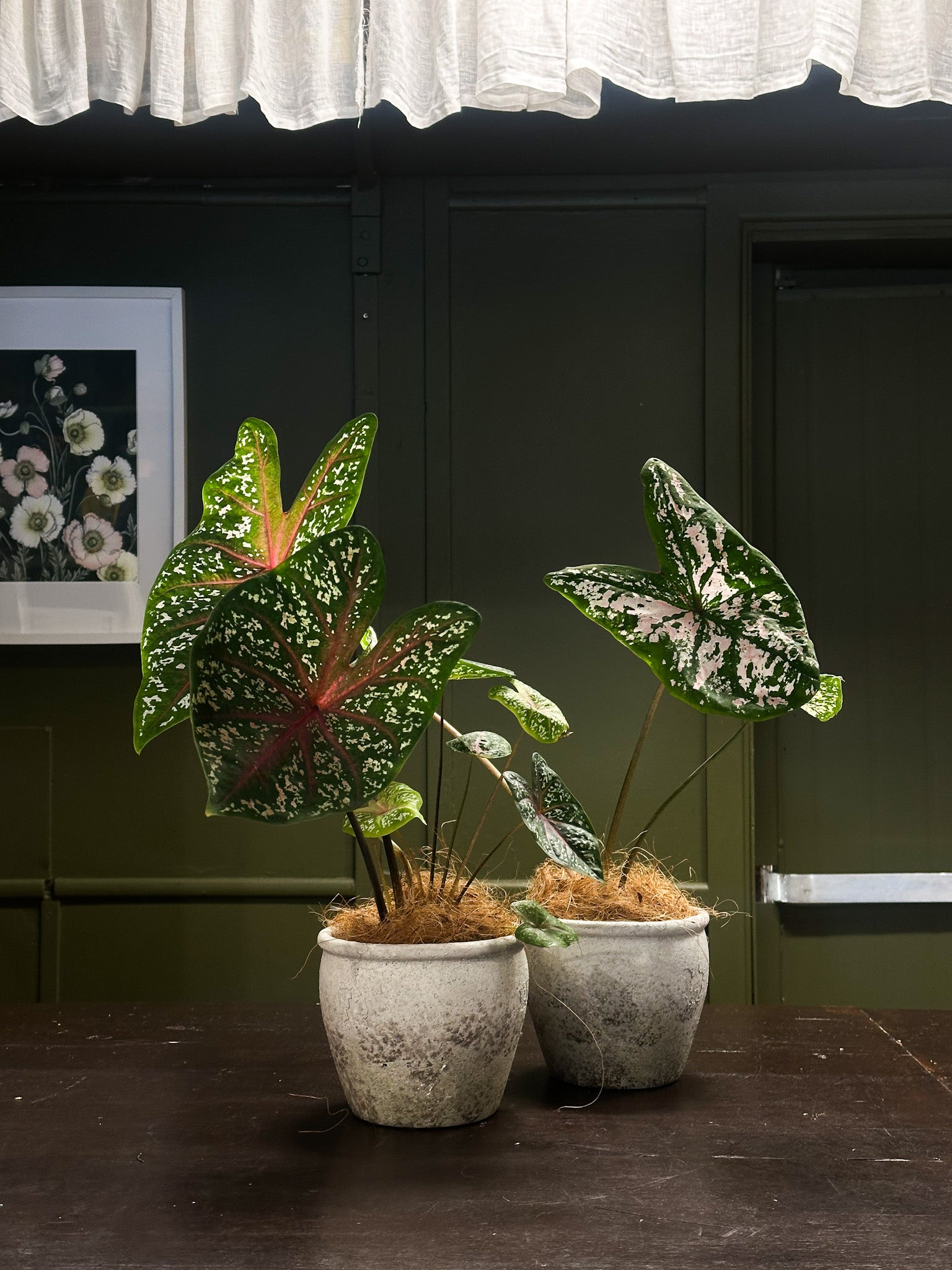 Buds on B, Buderim florist shop, Buderim gift shop, fresh flowers, flower vases, Sunshine Coast florist shop, Sunshine Coast local florist, florist near me, flower delivery, fresh flower delivery, flowers, vases for flowers, florist shop Sunshine Coast, vases, pots, chocolates, gifts, flower posy vase, Woombye florist shop, hinterland florist, Nambour florist, Palmwoods florist,Sunshine Coast flower shop, Sunshine Coast Florist, Sunshine Coast Flower delivery 