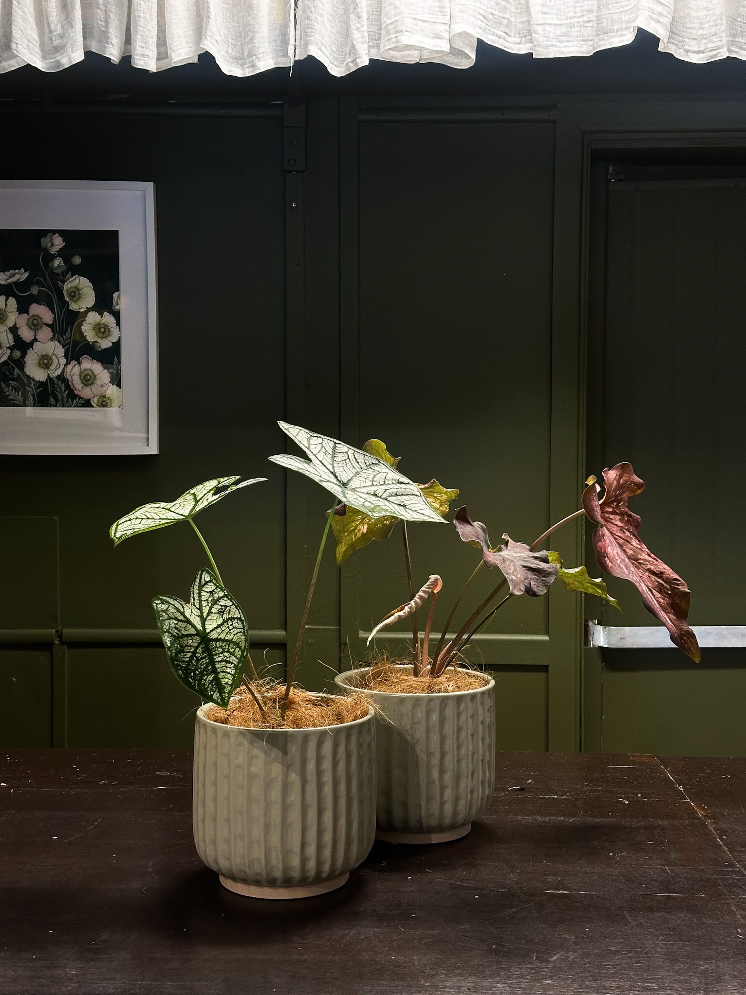 Buds on B, Buderim florist shop, Buderim gift shop, fresh flowers, flower vases, Sunshine Coast florist shop, Sunshine Coast local florist, florist near me, flower delivery, fresh flower delivery, flowers, vases for flowers, florist shop Sunshine Coast, vases, pots, chocolates, gifts, flower posy vase, Woombye florist shop, hinterland florist, Nambour florist, Palmwoods florist,Sunshine Coast flower shop, Sunshine Coast Florist, Sunshine Coast Flower delivery 