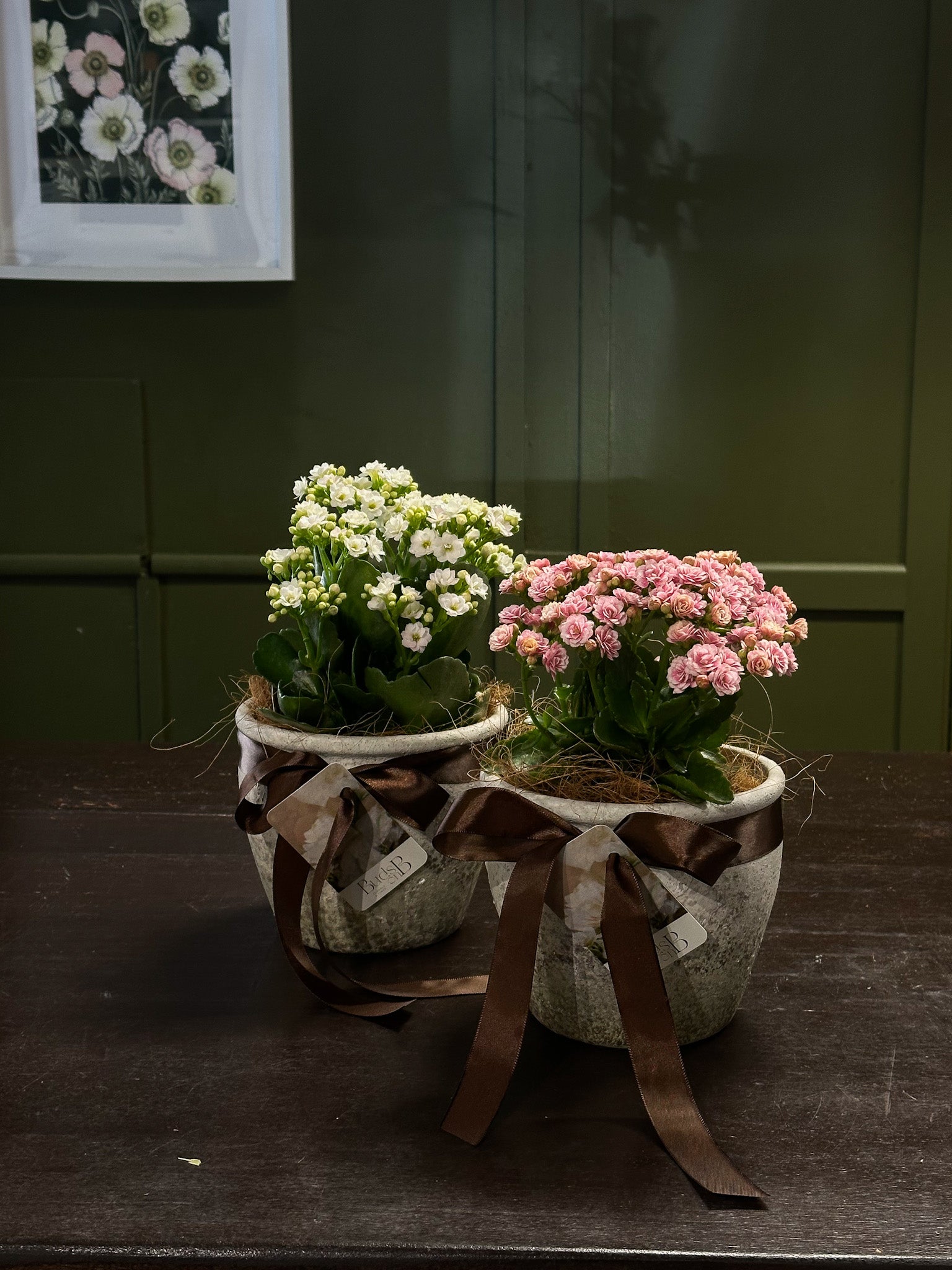 Mothers day florist shop sunshine coast, mothers day plant gift 