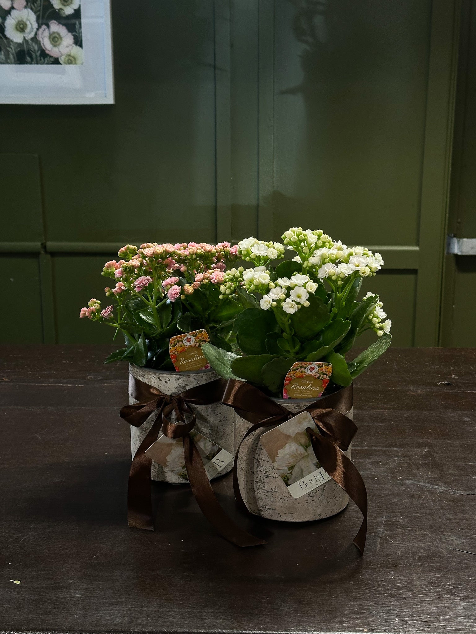 MOTHERS DAY FLORIST AND GIFT SHOP SUNSHINE COAST MOTHERS DAY PLANTS 