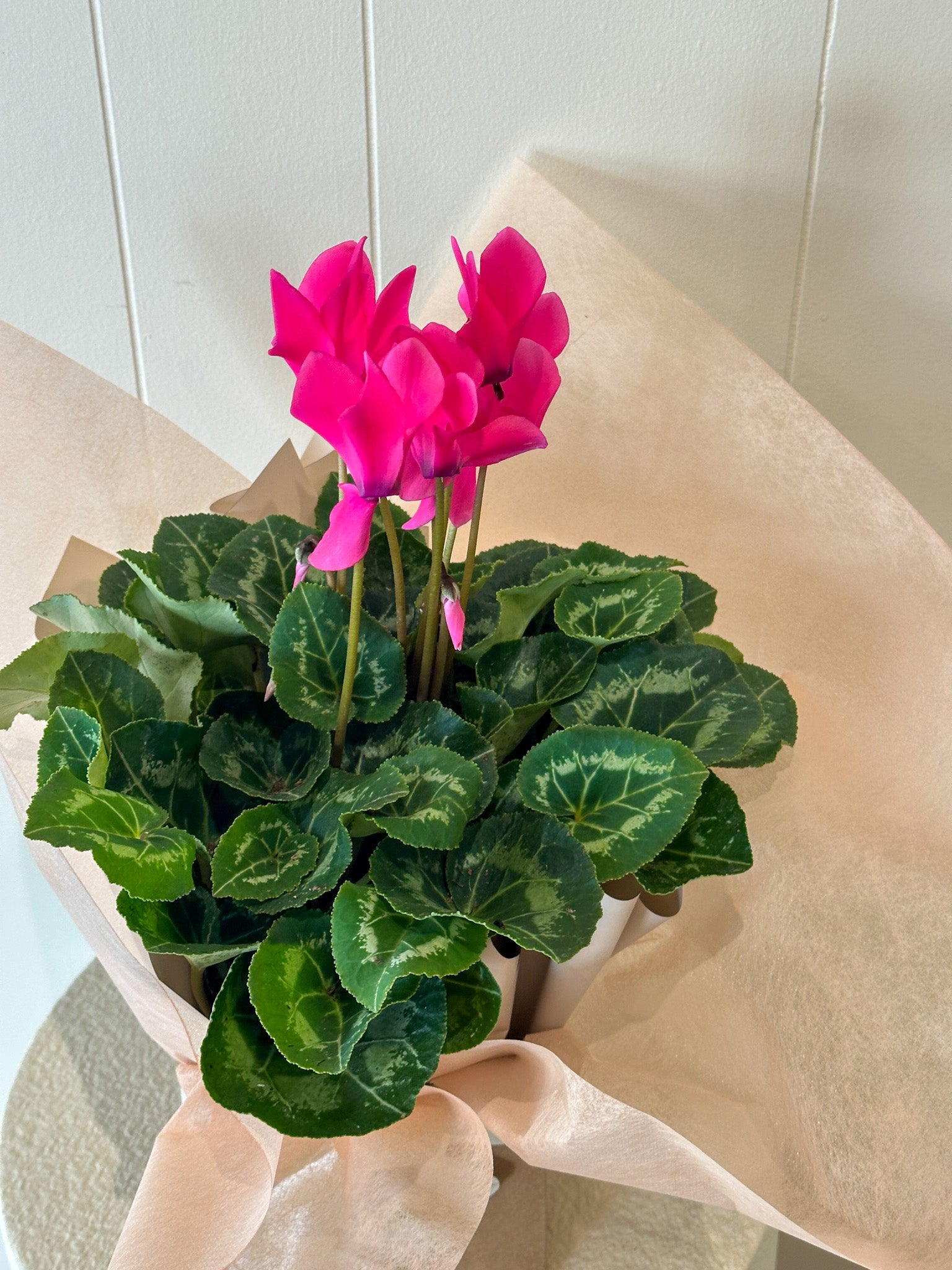 MOTHERS DAY PLANT GIFT, MUM DAY CYCLAMEN PLANT GIFT, MOTHERS DAY PLANTS 