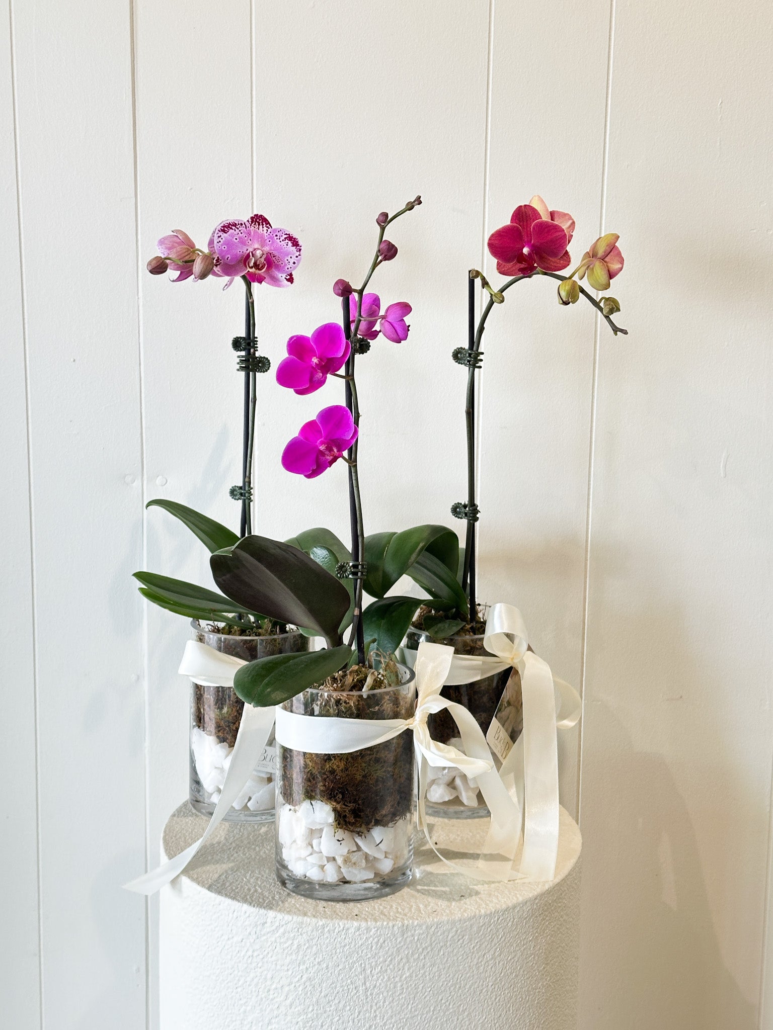 Buds on B, Buderim florist shop, Buderim gift shop, fresh flowers, flower vases, Sunshine Coast florist shop, Sunshine Coast local florist, florist near me, flower delivery, fresh flower delivery, flowers, vases for flowers, florist shop Sunshine Coast, vases, pots, chocolates, gifts, flower posy vase, Woombye florist shop, hinterland florist, Nambour florist, Palmwoods florist, ivy and wood candles and diffusers, Sunshine Coast flower shop, Sunshine Coast Florist, Sunshine Coast Flower delivery 